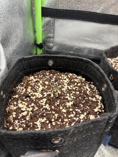4 Assed monkey in Coco Coir. Week 0