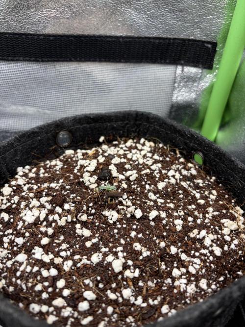 4 Assed monkey in Coco Coir. Week 0