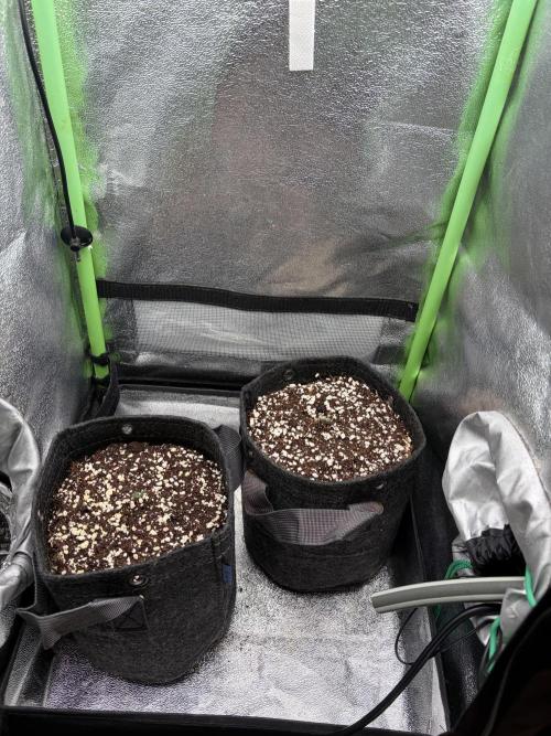 4 Assed monkey in Coco Coir. Week 0