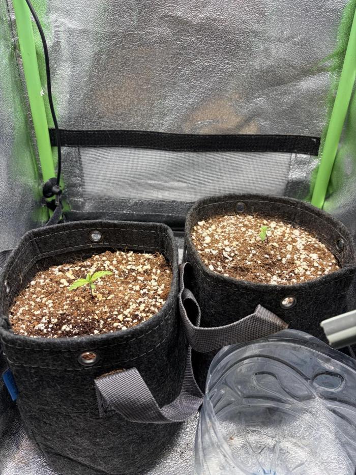 4 Assed monkey in Coco Coir. Week 1 - End of week 1 veg 