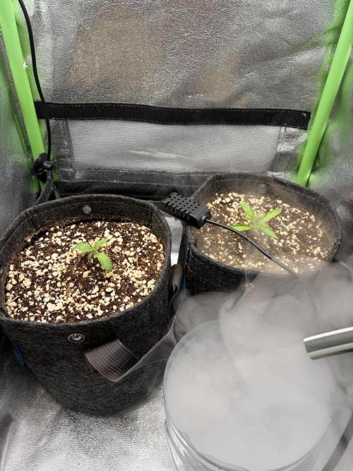 4 Assed monkey in Coco Coir. Week 2 - Start of week