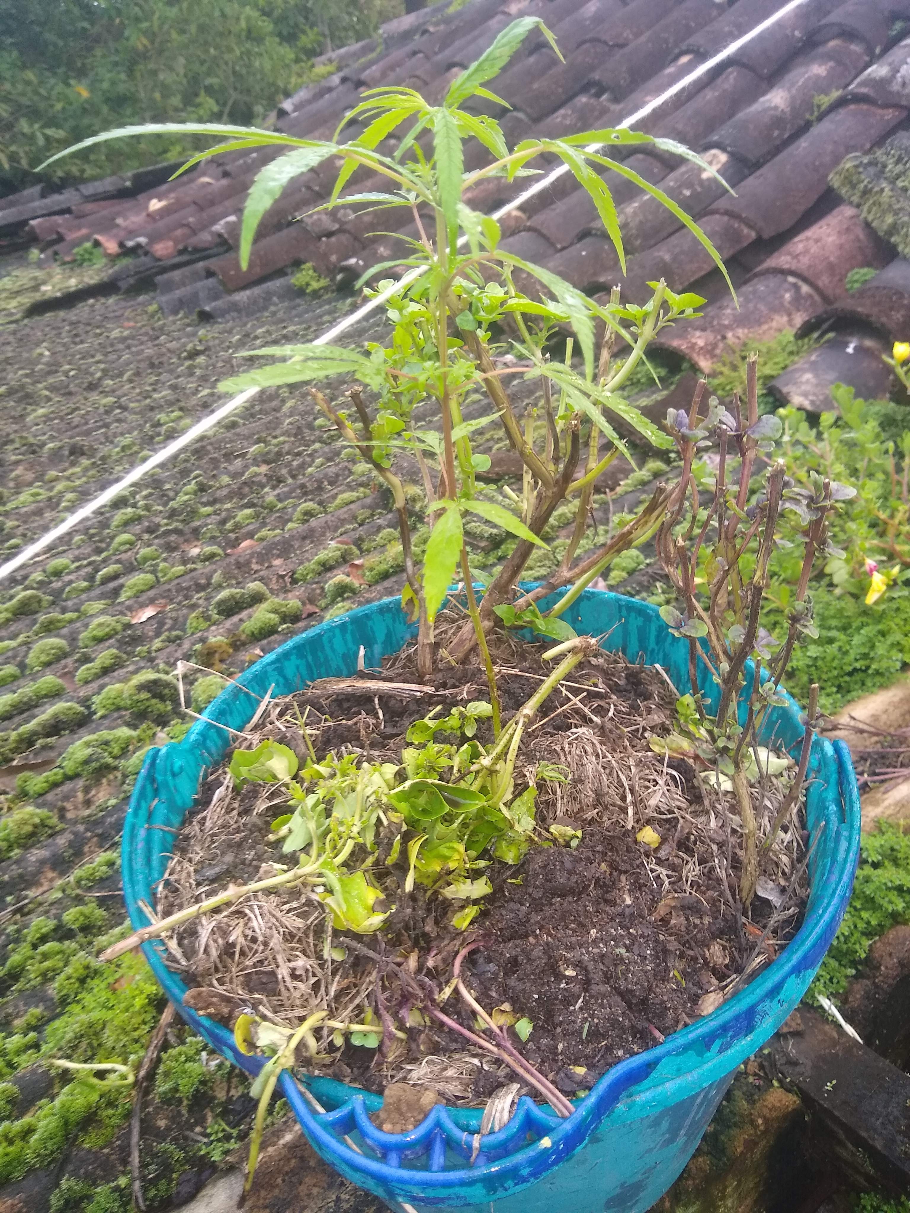 Feminised Seeds Company King Gelato, Female Seeds Skunk Special grow