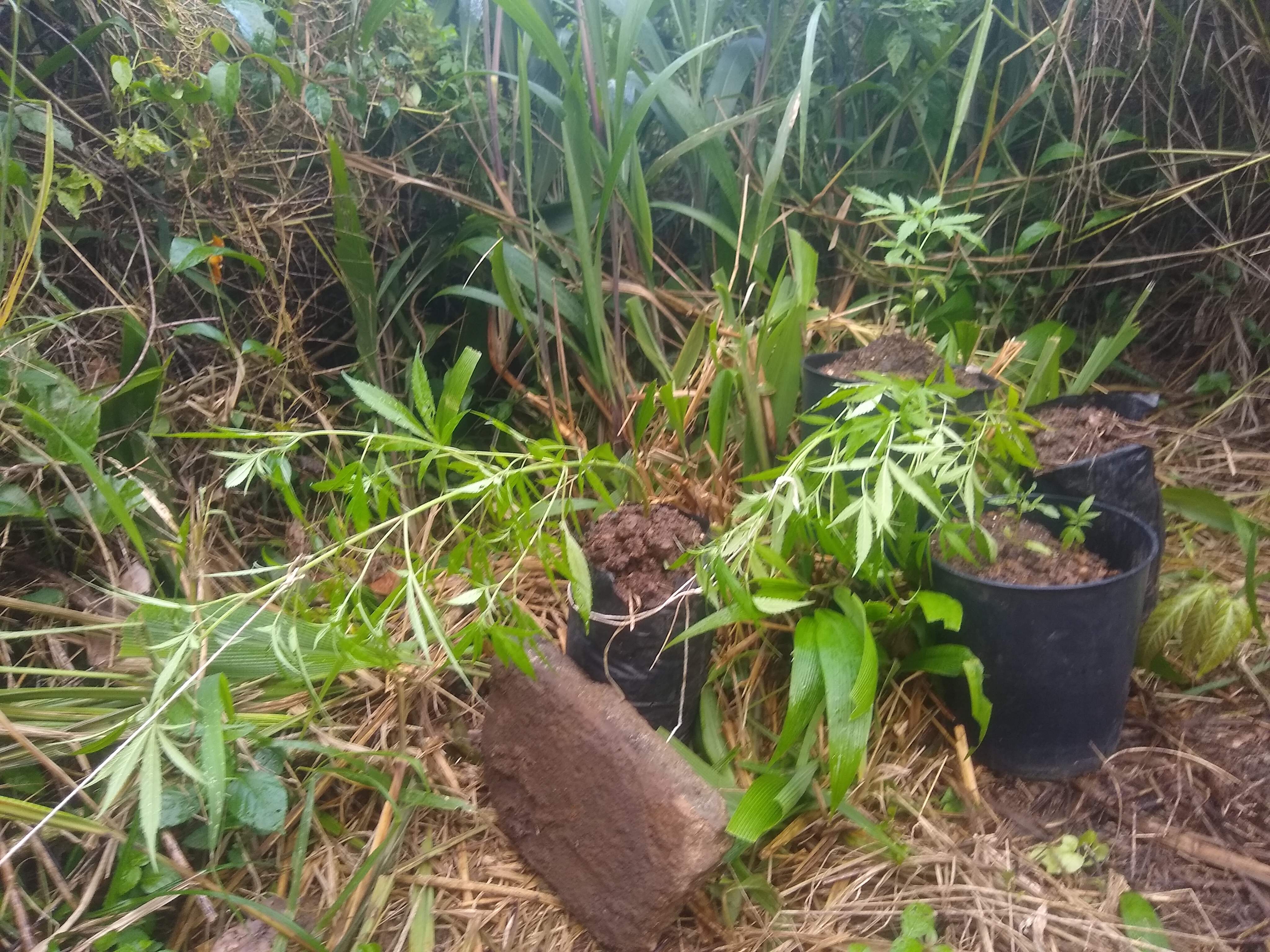 Feminised Seeds Company King Gelato, Female Seeds Skunk Special grow