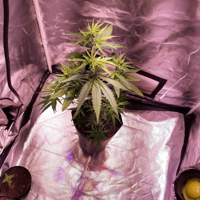 My name is fire. Week 1