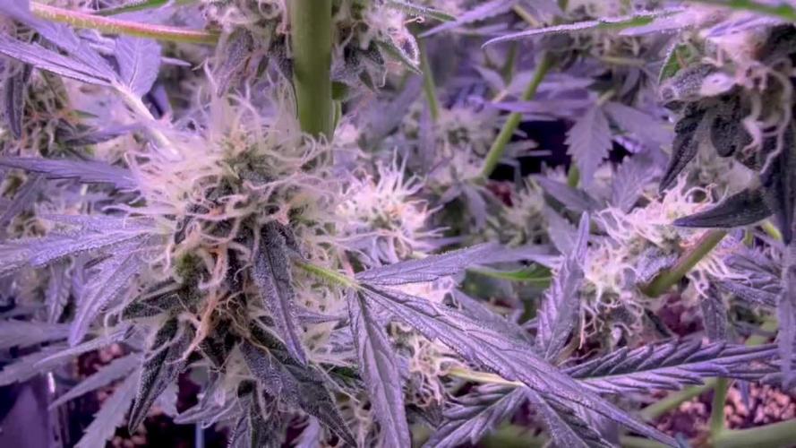 Purple Berry Muffins (second grow)