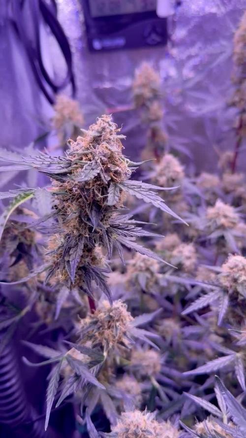 Purple Berry Muffins (second grow)