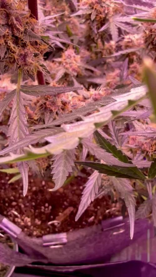 Purple Berry Muffins (second grow)