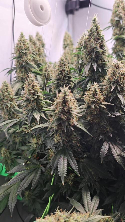 2x Barneys Farm, Wedding Cake (Clones)