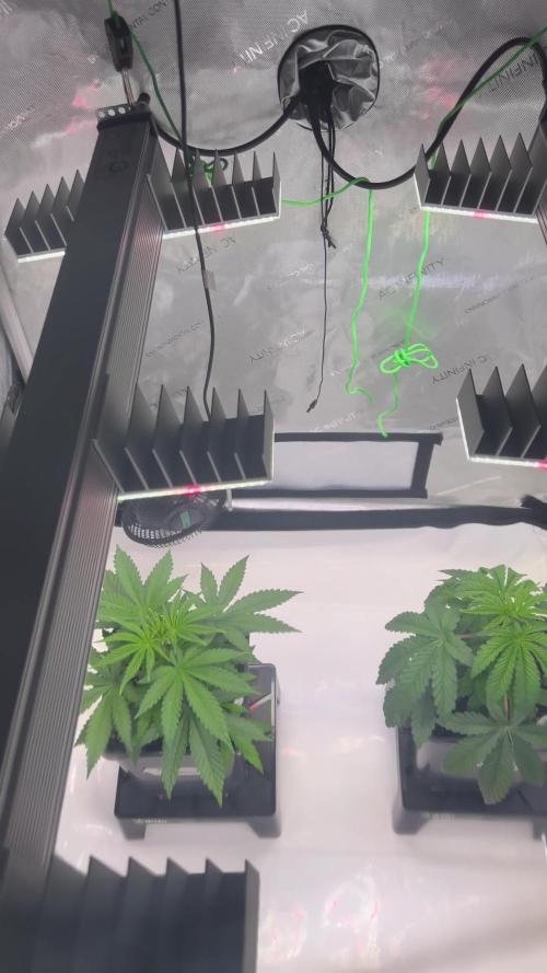 Black Cherry Gushers & Blue Dream - Barneys Farm