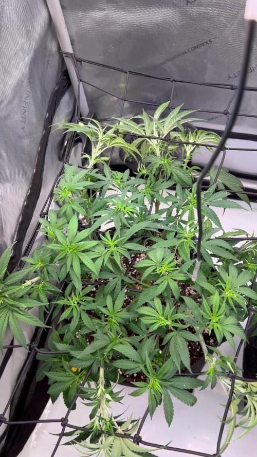 Black Cherry Gushers & Blue Dream - Barneys Farm