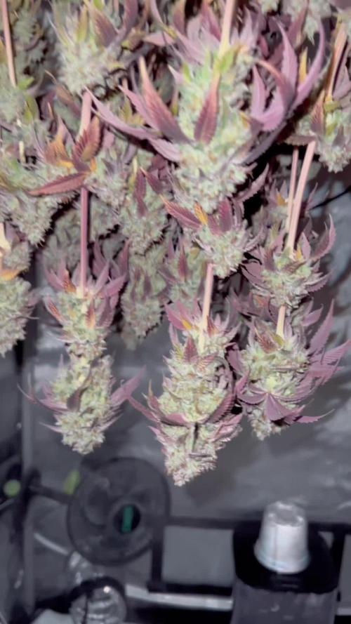 Black Cherry Gushers & Blue Dream - Barneys Farm