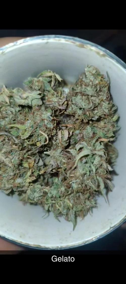 Gelato Automatic Zamnesia evtl fem?