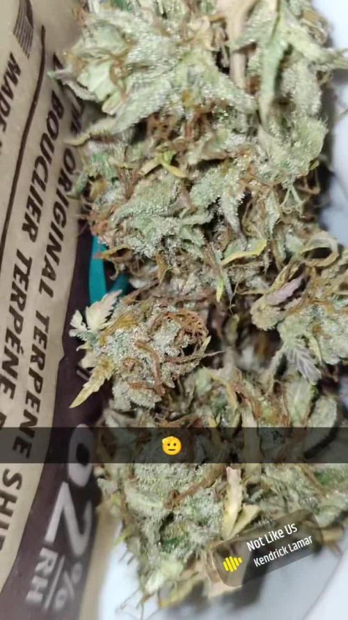 Gelato Automatic Zamnesia evtl fem?