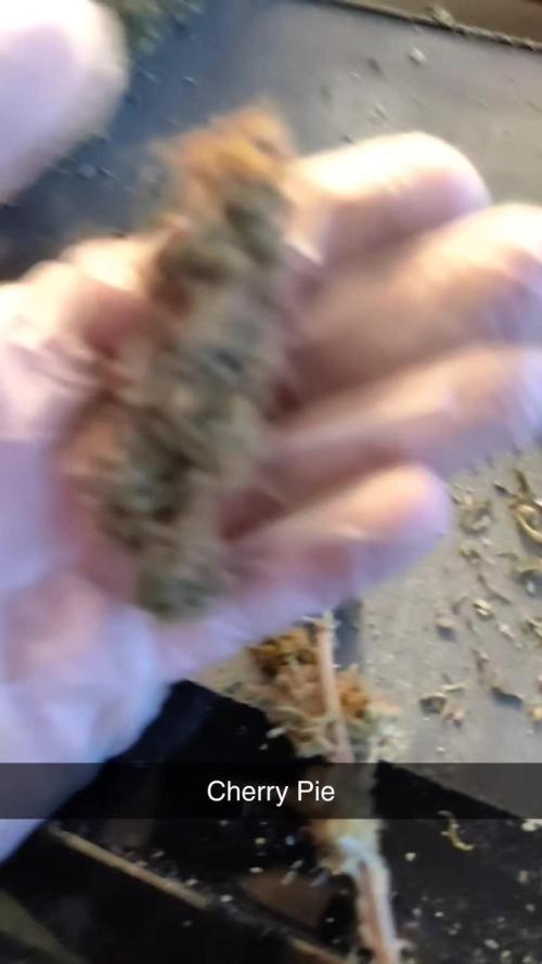Cherry Pie Fast Flower Advanced Seeds