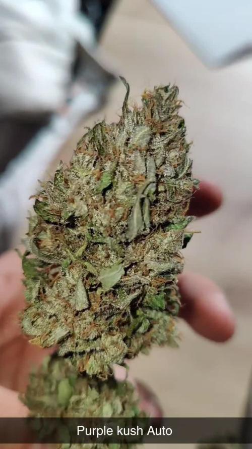 Small Purple Kush Auto Linda Seeds