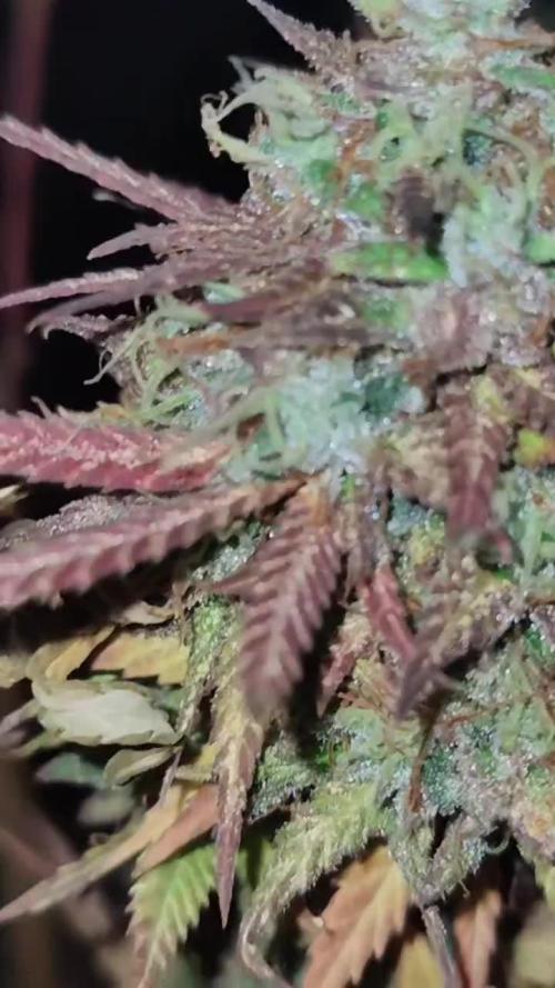 Gelato Automatic Zamnesia evtl fem?