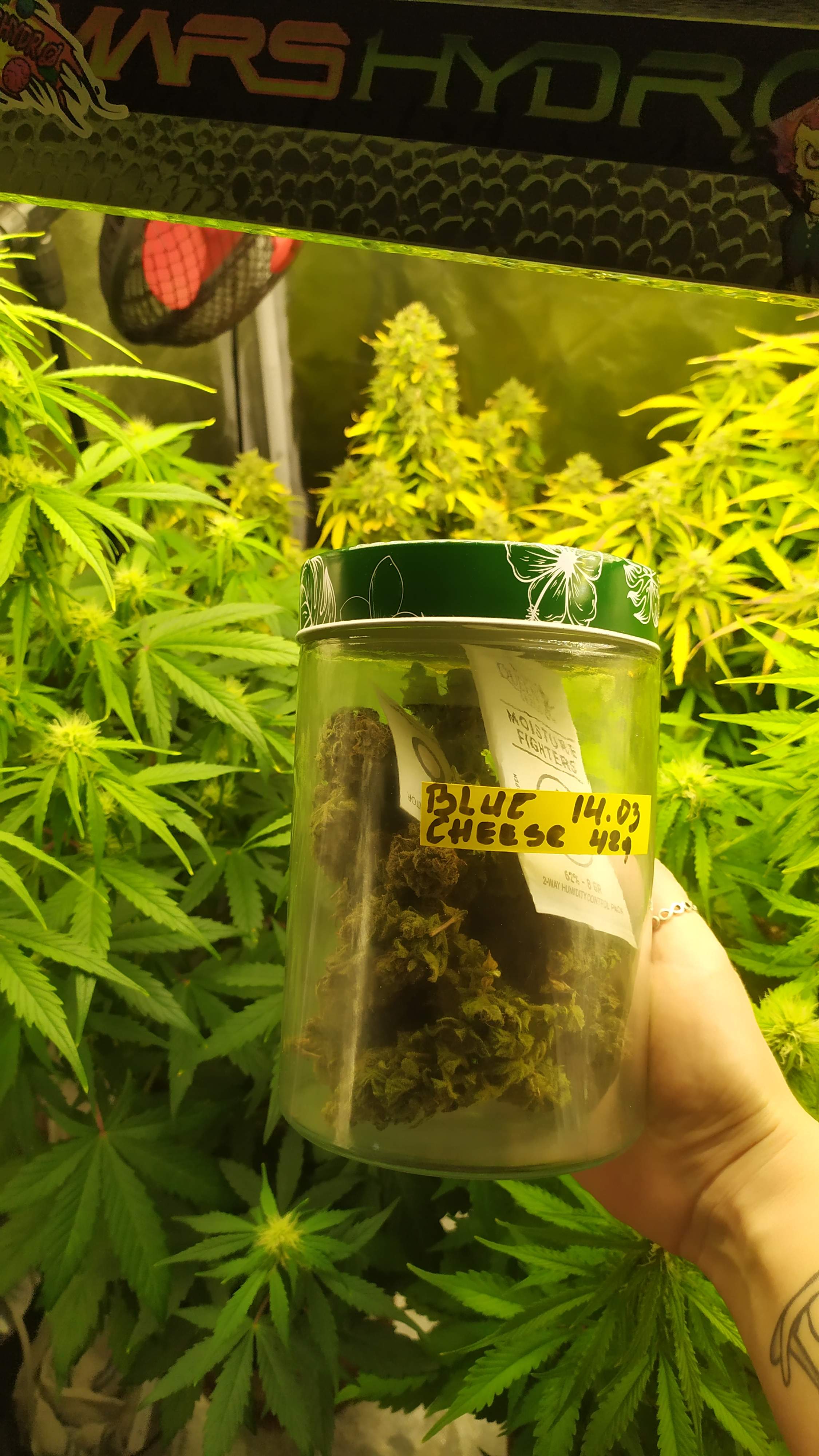 Royal Queen Seeds Blue Cheese Automatic grow diary (journal) harvest9