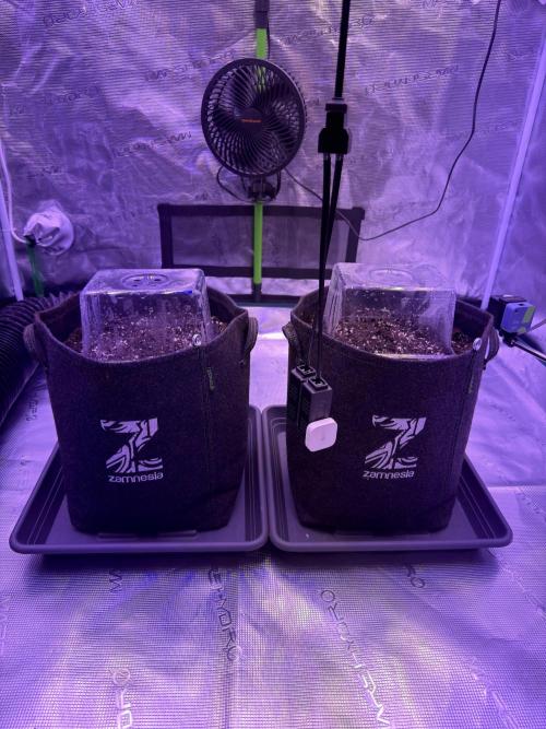 Doja Cherry Limeade. Week 1 - 140 ppfd mit Addlight Blue