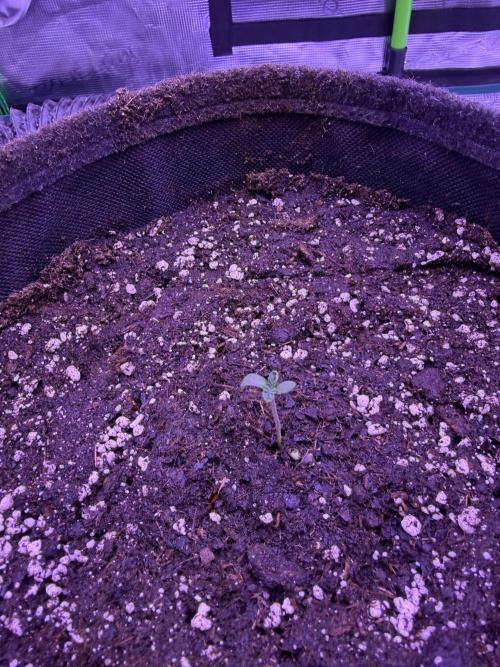 Doja Cherry Limeade. Week 1 - Hallo🤩