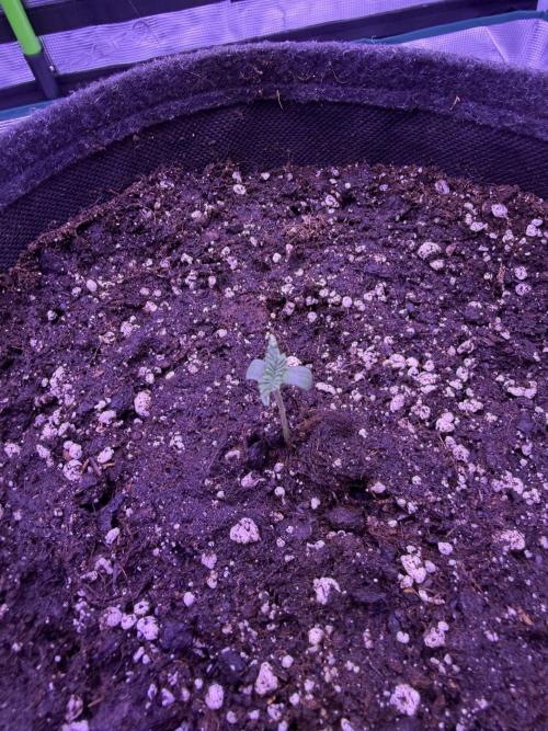 Doja Cherry Limeade. Week 1 - Hallo🤩