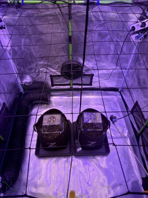 Doja Cherry Limeade. Week 1 - Setup