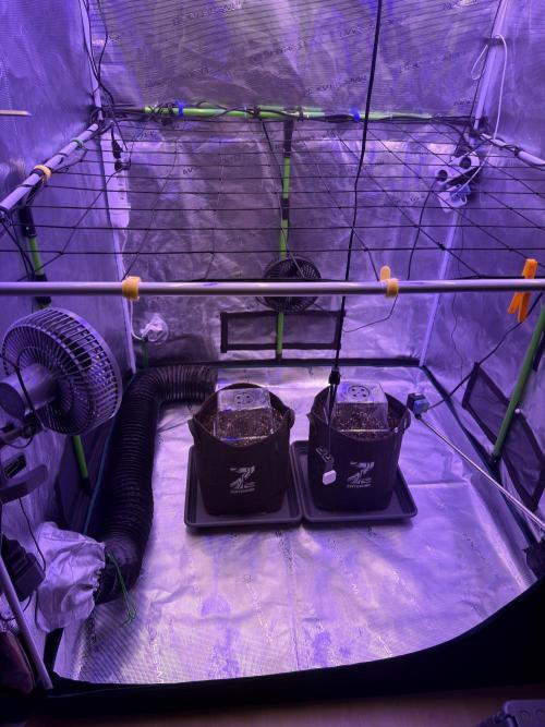 Doja Cherry Limeade. Week 1 - Setup