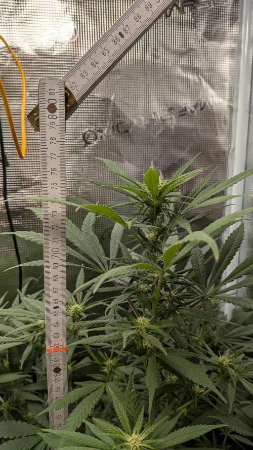 Jamaican Dream - Sprint Grow 2025. Week 11 - 08.11.25, die 11. Woche