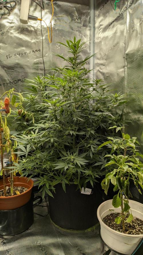 Jamaican Dream - Sprint Grow 2025. Week 11 - 08.11.25, die 11. Woche