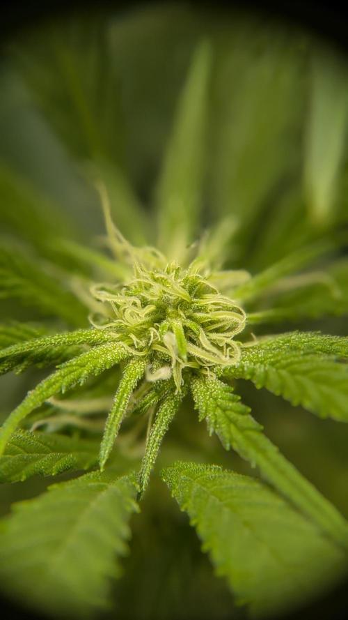 Jamaican Dream - Sprint Grow 2025. Week 11 - 08.11.25, die 11. Woche