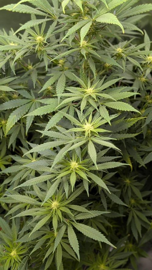 Jamaican Dream - Sprint Grow 2025. Week 11 - 08.11.25, die 11. Woche