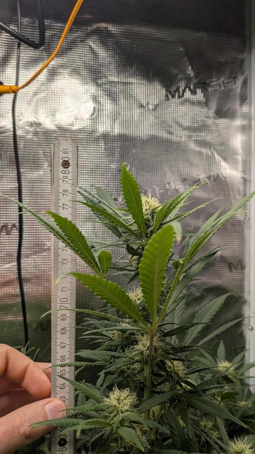 Jamaican Dream - Sprint Grow 2025. Week 12 - Die 12. Woche, 14.11.25