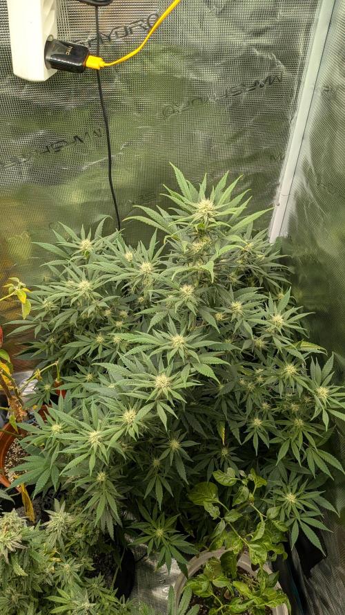 Jamaican Dream - Sprint Grow 2025. Week 12 - Die 12. Woche, 14.11.25