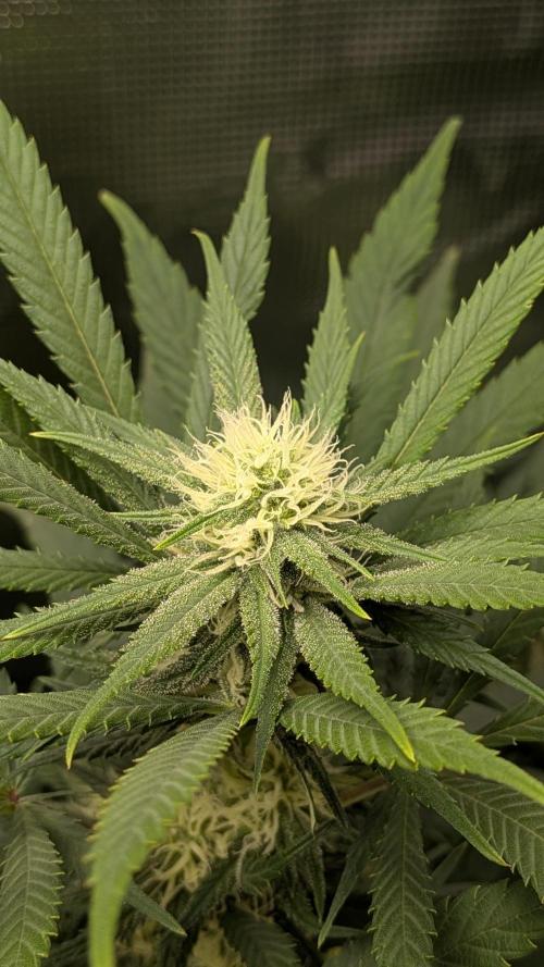 Jamaican Dream - Sprint Grow 2025. Week 12 - Die 12. Woche, 14.11.25