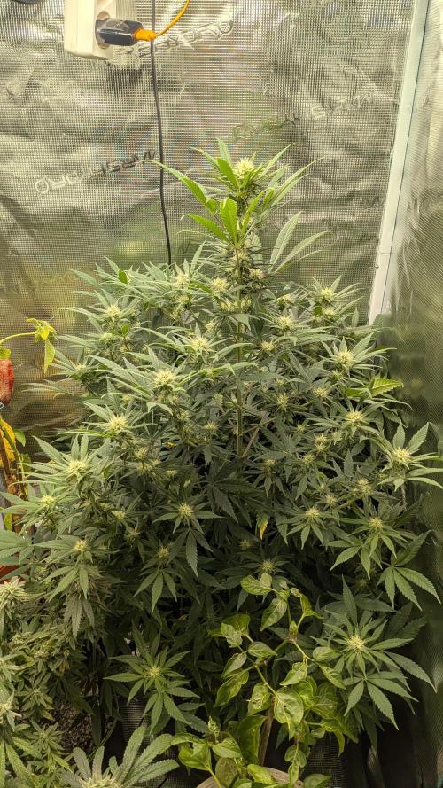 Jamaican Dream - Sprint Grow 2025. Week 12 - Die 12. Woche, 14.11.25