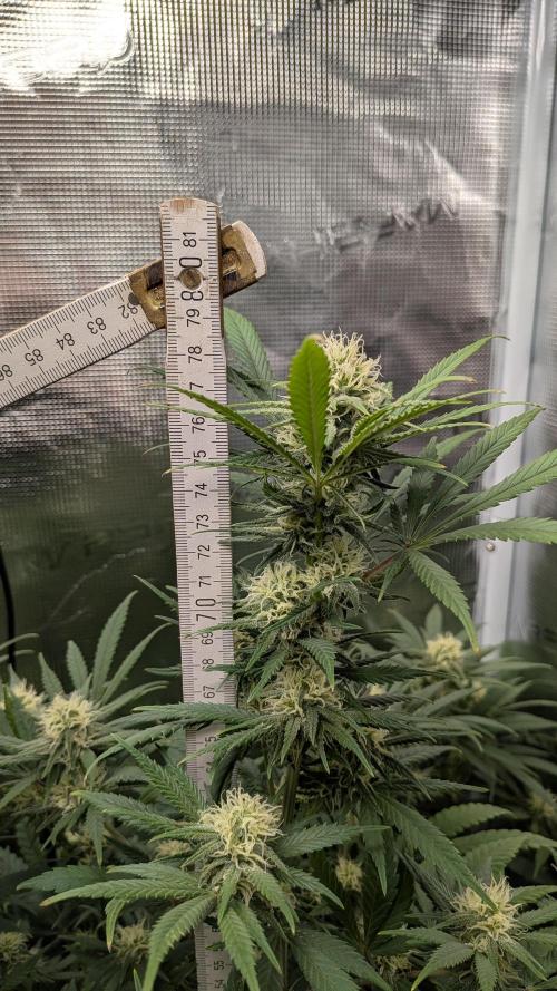 Jamaican Dream - Sprint Grow 2025. Week 13 - 21.11.25, die 13. Woche 