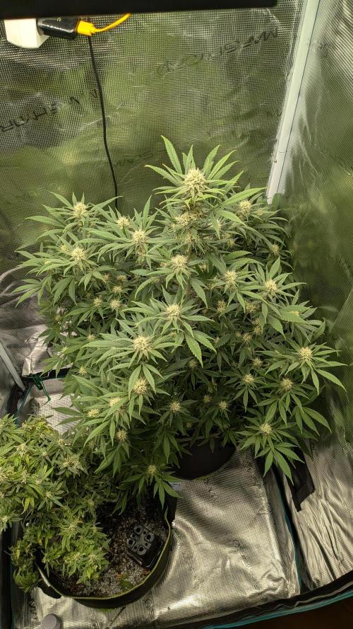 Jamaican Dream - Sprint Grow 2025. Week 13 - 21.11.25, die 13. Woche 