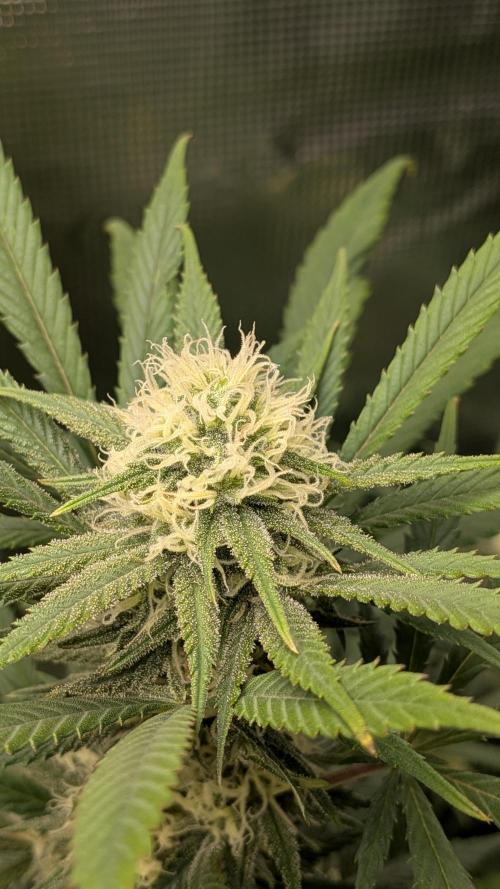 Jamaican Dream - Sprint Grow 2025. Week 13 - 21.11.25, die 13. Woche 