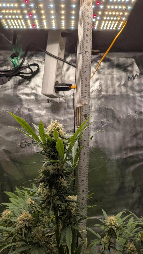 Jamaican Dream - Sprint Grow 2025. Week 14 - 28.11.2025, die 14. Woche 