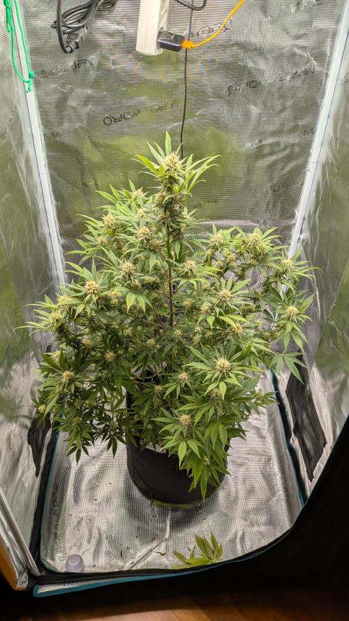 Jamaican Dream - Sprint Grow 2025. Week 14 - 28.11.2025, die 14. Woche 