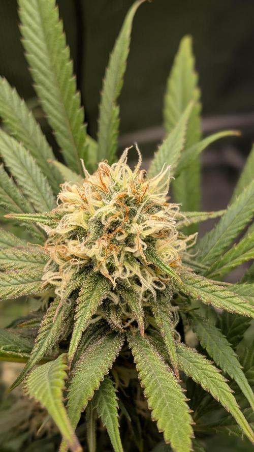 Jamaican Dream - Sprint Grow 2025. Week 14 - 28.11.2025, die 14. Woche 