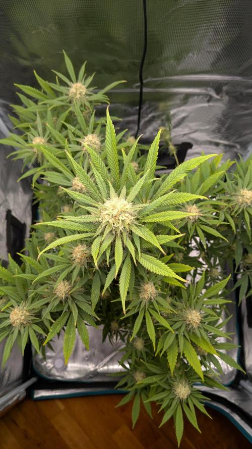 Jamaican Dream - Sprint Grow 2025. Week 14 - 28.11.2025, die 14. Woche 