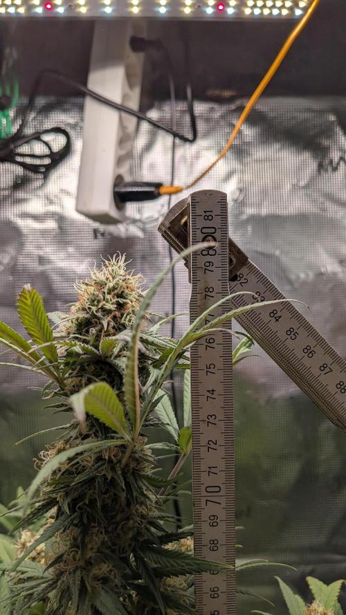 Jamaican Dream - Sprint Grow 2025. Week 15 - 05.12.2025, die 15. Woche 