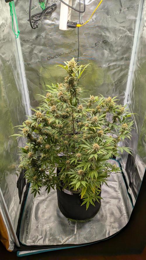Jamaican Dream - Sprint Grow 2025. Week 15 - 05.12.2025, die 15. Woche 
