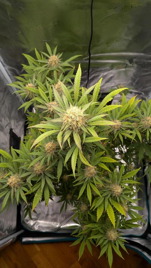 Jamaican Dream - Sprint Grow 2025. Week 15 - 05.12.2025, die 15. Woche 