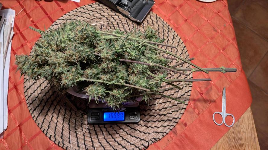 Jamaican Dream - Sprint Grow 2025. Week 16 - 06.12.2025, harvest time