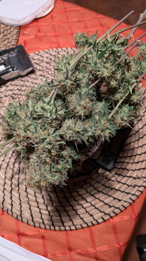 Jamaican Dream - Sprint Grow 2025. Week 16 - 06.12.2025, harvest time