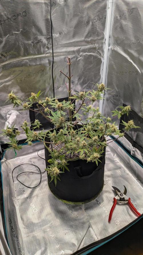 Jamaican Dream - Sprint Grow 2025. Week 16 - Zweiter Ernte Tag, 14.12.25 und noch immer nicht alle Blüten abgeschnitten.