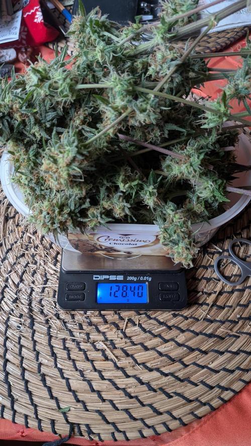 Jamaican Dream - Sprint Grow 2025. Week 16 - Zweiter Ernte Tag, 14.12.25, weitere 128 Gramm 