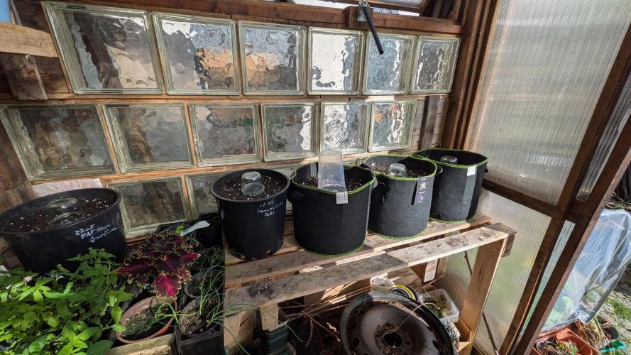 Outdoor Grow 2026. Week 0 - Setup mit fünf Töpfen im Gewächshaus