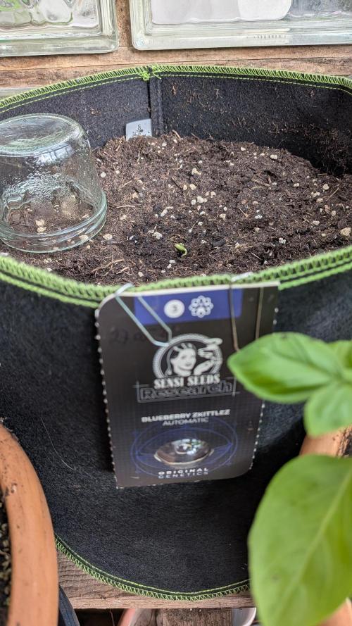 Outdoor Grow 2026. Week 0 - Blueberry Zkittlez Auto